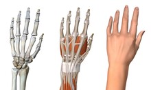 Three Views Of The Female Hand Anatomy: Skeletal, Muscular, And Skin. Close Up, Detailed Anatomy, Full Color 3D Illustration On White Background