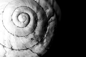 Macro photography of white snail shell