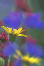 Close-up Of An Arnica Flower