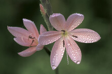 Close-up Of Kafir Lilies (Clivia Miniata)