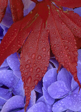 Close-up Of Water Drops On A Leaf And Flowers