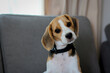 © Nanthicha Khamphumee - Lovely beagle puppy. Cute beagle puppy lying on the sofa.