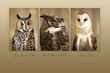 © SuperStock - Close-up of three owls, Long-Eared Owl (Asio otus), Great Horned Owl (Bubo virginianus), Barn Owl (Tyto alba)