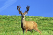 © SuperStock - Buck Deer in a landscape