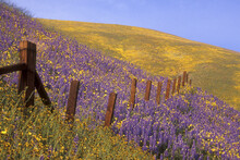 High Angle View Of A Fence In A Lavender Field, Gorman, California, USA