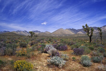 Plants And Bushes In A Desert, Mojave Desert, California, USA