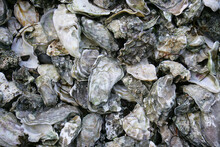 Close-up Of A Heap Of Oysters