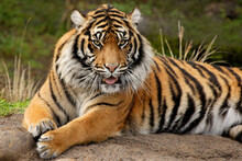 Portrait Of A Sumatran Tiger