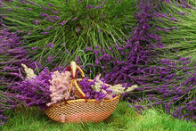 Close-up Of Lavender In A Wicker Basket