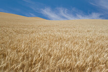 Wheat Crop In A Field, Palouse Hills, Washington State, USA