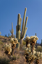 Teddy Bear Cholla And Saguaro Cactus On A Hillside, Saguaro National Monument, Tucson, Arizona, USA