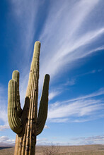 Low Angle View Of Saguaro Cactus (Carnegiea Gigantea) In A Desert, Coronado National Forest, Arizona, USA