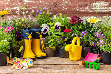 Spring work in the garden, planting decorative flowers, different types of spring and summer flowers in pots on a wooden background, a watering can and rubber boots and a rake with a shovel