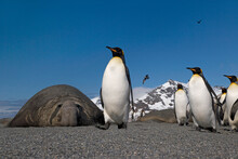 King Penguins (Aptenodytes Patagonicus) And Southern Elephant Seals (Mirounga Leonina) On The Beach, St. Andrews Bay, South Georgia Island, South Sandwich Islands