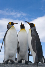 Three King Penguins (Aptenodytes Patagonicus) Side By Side, St. Andrews Bay, South Georgia Island, South Sandwich Islands
