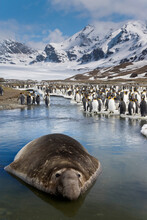 Southern Elephant Seal (Mirounga Leonina) In Shallow Water With A Colony Of King Penguins (Aptenodytes Patagonicus) In The Background, St. Andrews Bay, South Georgia Island, South Sandwich Islands