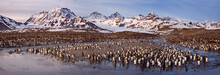 Colony Of King Penguins (Aptenodytes Patagonicus), St. Andrews Bay, South Georgia Island, South Sandwich Islands