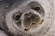 © SuperStock - Face of Weddell seal (Leptonychotes weddellii), South Georgia Island, South Sandwich Islands