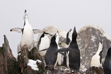 Chinstrap Penguins (Pygoscelis Antarcticus) On A Tree Stump, Cooper Bay, South Georgia Island, South Sandwich Islands