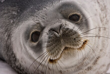 Face Of Weddell Seal (Leptonychotes Weddellii), South Georgia Island, South Sandwich Islands