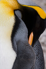 Close-up Of A King Penguin (Aptenodytes Patagonicus) Preening Itself, Right Whale Bay, South Georgia Island, South Sandwich Islands