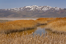 Reeds Growing In The Lake, Bear River Migratory Bird Refuge, Ogden, Utah, USA