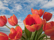 © SuperStock - Close-up of orange tulips