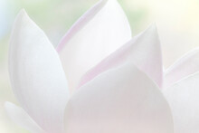 Close-up Of A Magnolia Flower