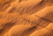 Insect Tracks In Sand, Glen Canyon National Recreation Area, Utah, USA