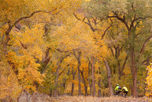 Two Cyclists In A Cottonwood Forest, The Grotto, Zion National Park, Utah, USA