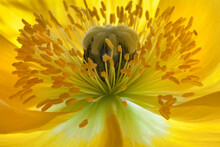 Details Of Yellow Poppy Flower