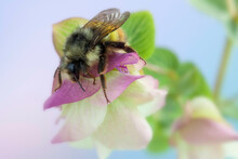 Ornamental Oregano (Kent Beauty) With Bumble Bee