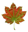 © SuperStock - Vine Maple ( Acer circinatum) leaf
