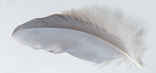 Great Blue Heron (Ardea Herodias) Feather