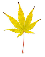 Japanese Maple (Acer Palmatum) Leaf
