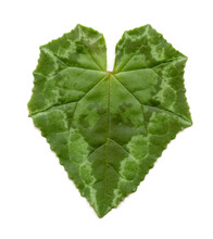 Green Cyclamen Leaf
