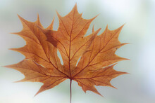 Fall Maple ( Acer Circinatum) Leaf
