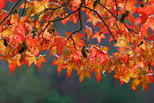 Sweet Gum Leaves Glowing In Sun, Guillemot Cove Nature Reserve, Seabeck, Kitsap County, Washington State, USA