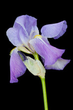 Purple Bearded Iris On Black Background