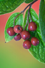Close-up Of Cotoneaster Berries