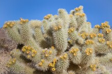 USA, California, Joshua Tree National Park, Cholla Cactus