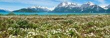 Wild Strawberry flowers in a field, Gilbert Bay, Glacier Bay National Park, Alaska, USA