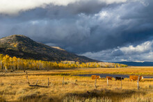 Cattle Grazing In A Meadow Near Fish Lake - Utah, Fishlake National Forest