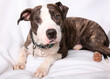 © SuperStock - Studio shot of Pit Bull