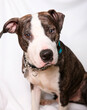 © SuperStock - Studio shot of Pit Bull