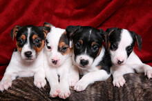 Studio Shot Of Jack Russell Terrier Puppies