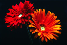 Close-up Of Two Gerbera Daisies (Gerbera Jamsonii) Flowers