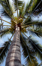 Low Angle View Of A Coconut Palm Tree