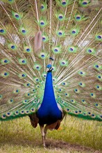 Beautiful Indian Peacock With Fully Fanned Tail