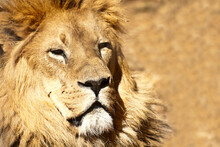 Close-up Of An African Lion (Panthera Leo)